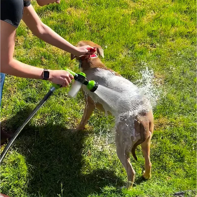 Dog  Splash