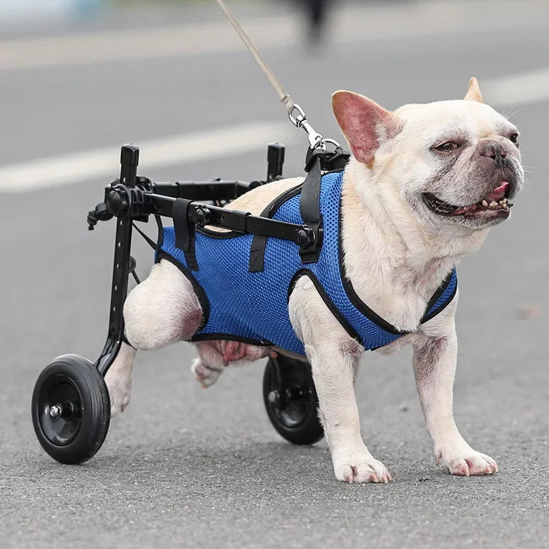 Carrinho para cachorro deficiente