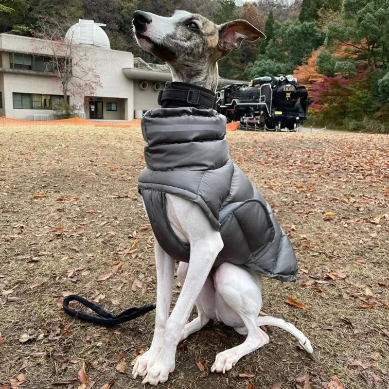 Casaco Quente Impermeável para Whippets